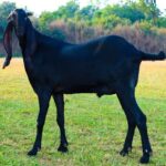 Black Punjabi Goat