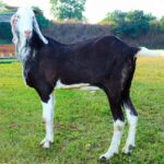 Gujri Goat