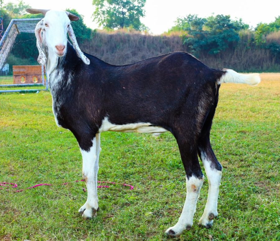gujri_2