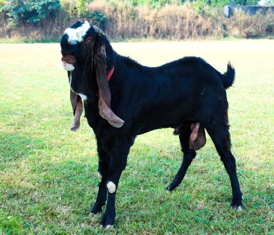 h_goat_1