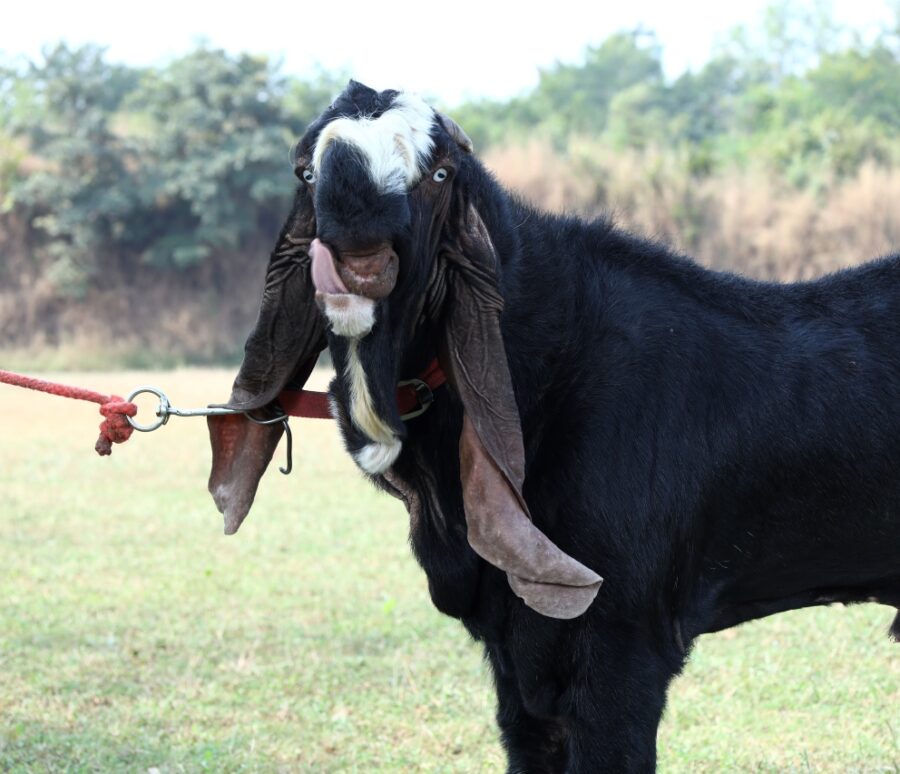h_goat_2