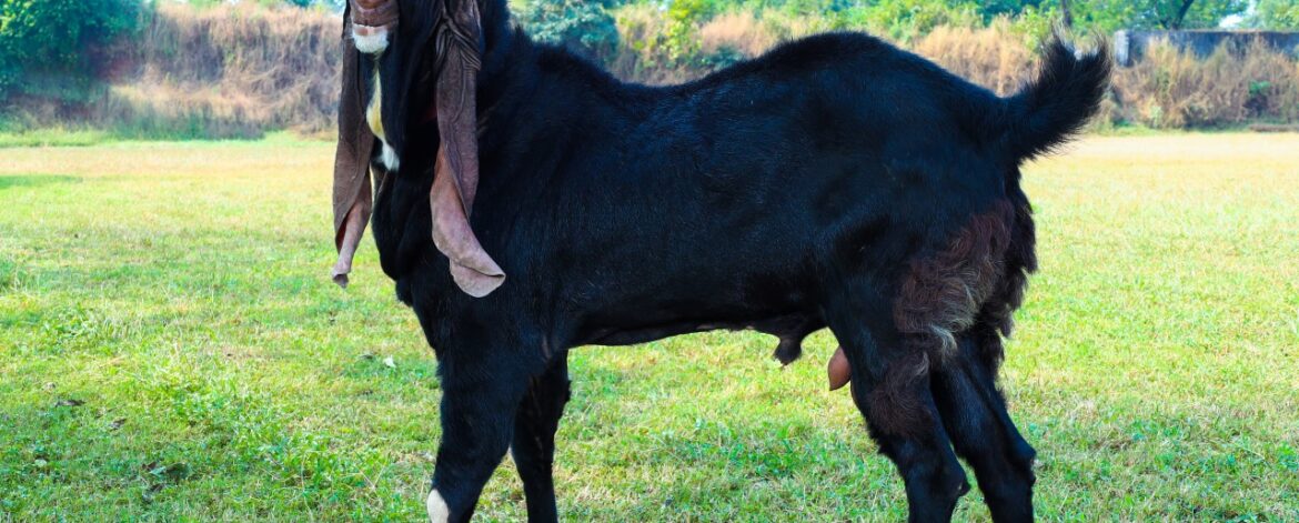 h_goat_3