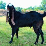 Hyderabadi Goat