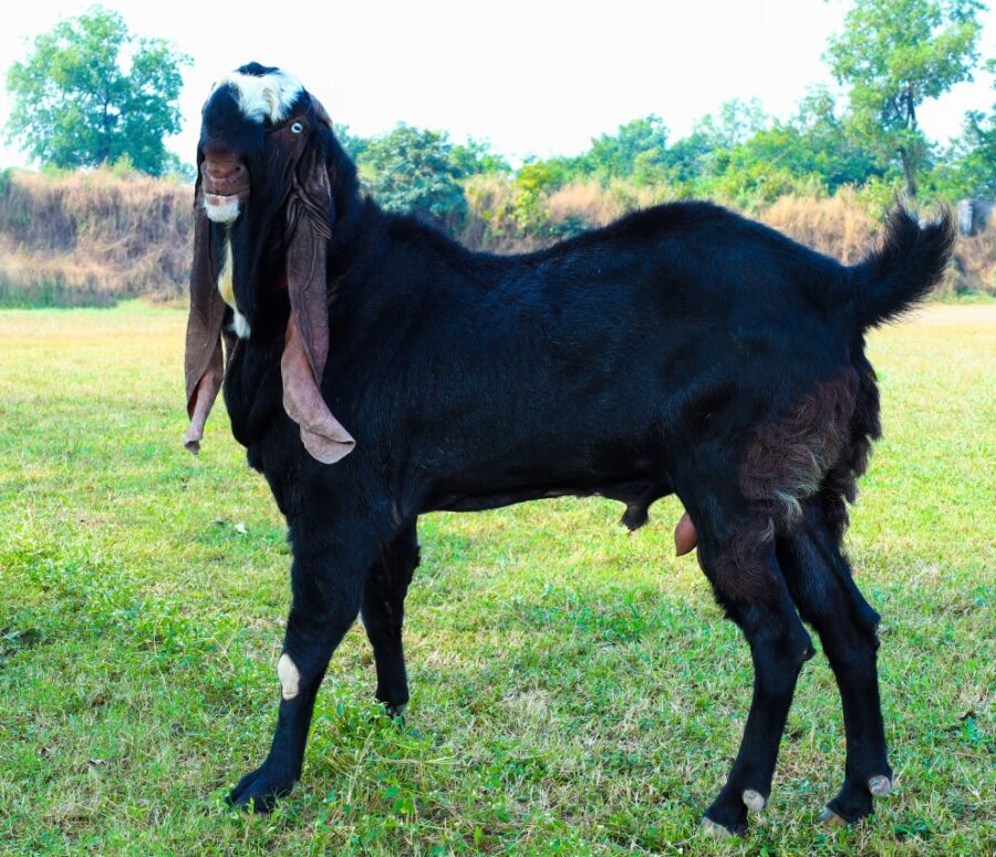 h_goat_3