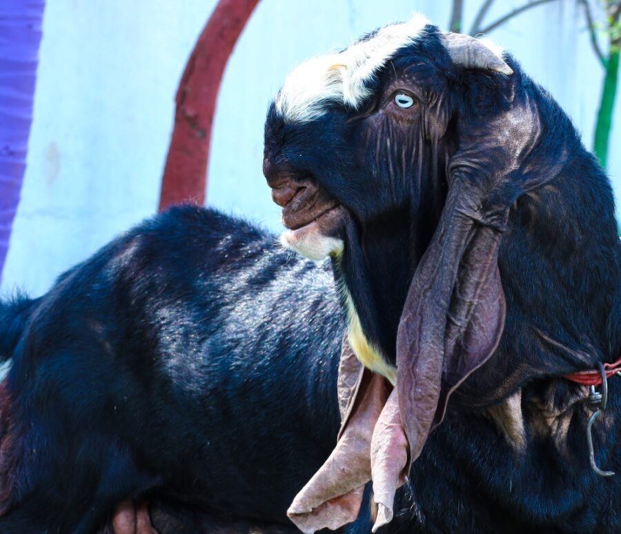 h_goat_4