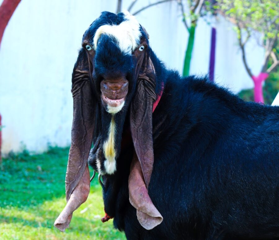 h_goat_5
