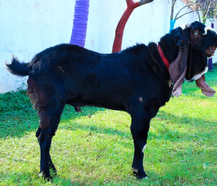 h_goat_6