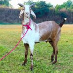 Malwa Goat
