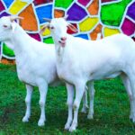 Natya Jodi Goat