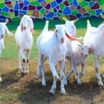 Patira Goat